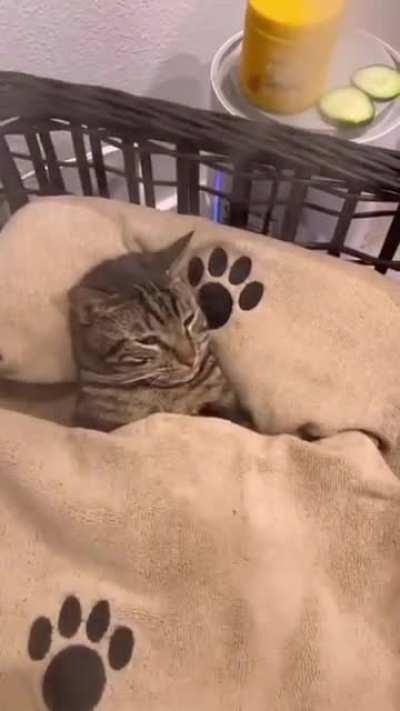 A very chill cat enjoying a full spa day