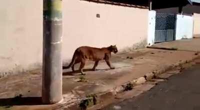 Uma puma aloprando no meio da rua