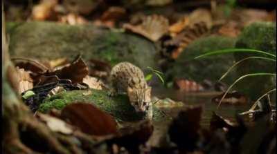 The Rusty Spotted Cat, With An Average Weight Around 2lbs, Is The Smallest Feline In The World.