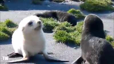 🔥 Baby sea lions playing together