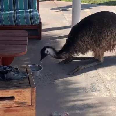 🔥 Emu having a drink from the dog's water bowl