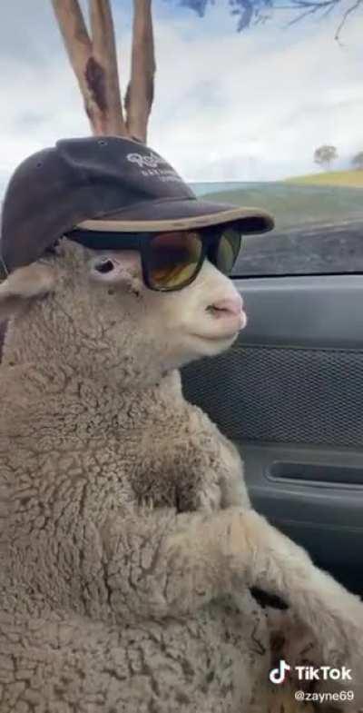 Just a normal day for the gangsta sheep.