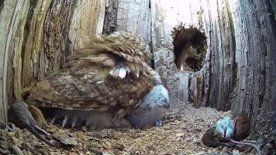 Infertile Tawny Owl's lifeless eggs are replaced with orphaned chicks while Tawny Owl is away