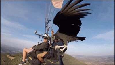 Imagine yourself trying to get a video of you and your friend paragliding and then...