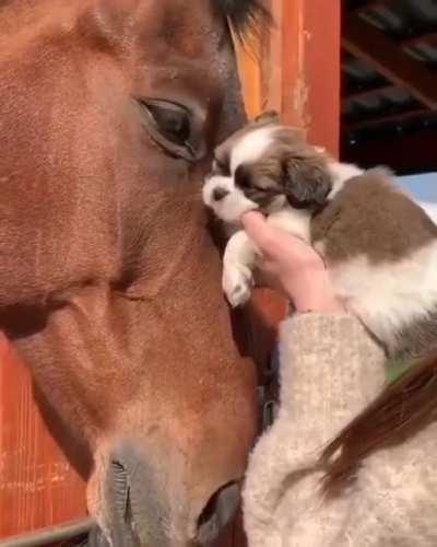 Horse accepts random licks from pupper! Cuteness overload