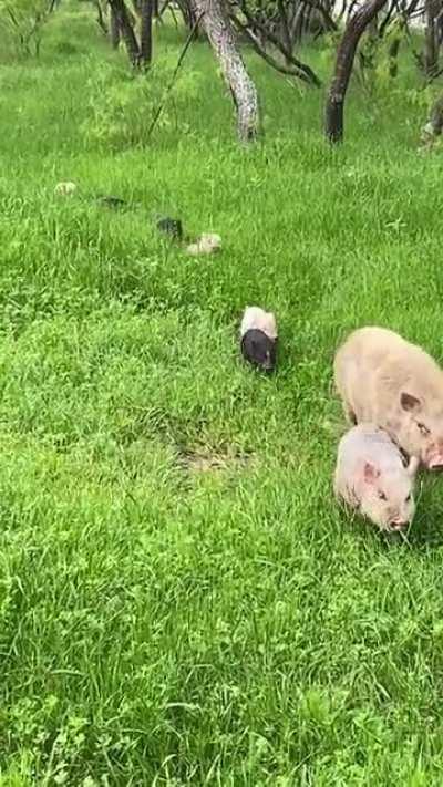 A Whole Family Of Pigs Going On An Adventure