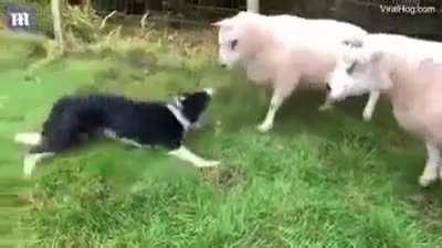 Sheepdog stands its ground