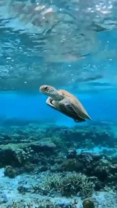 🔥 This sea turtle knows how to chill