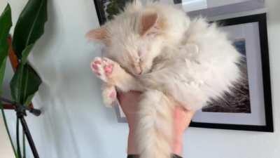 This little cat just fell asleep in the palm of my hand