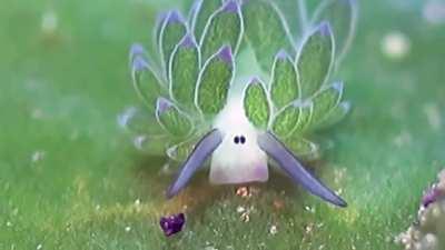 🔥 Leaf Sheep: Adorable Sea Slug Eats So Much Algae It Can Photosynthesize