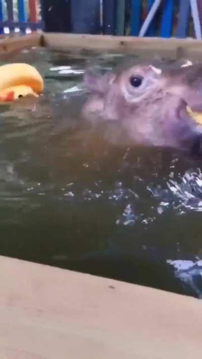 These Baby Hippos taking a bath