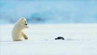 Seal accidentally scares baby polar bear