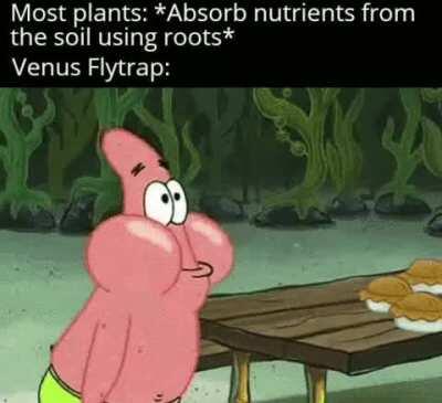 There are some meat eating plants