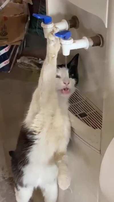 Thirsty cat