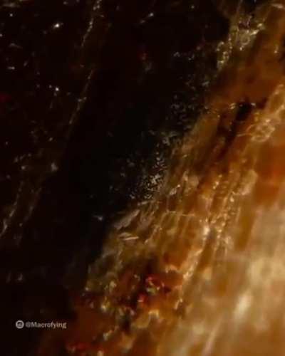 Insane zoom on a log