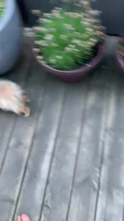 Pickle’s under the chair zoomies!