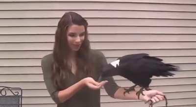 Ravens can mimic words and voices... or just be silly with a friend