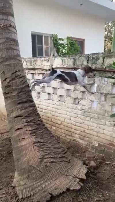 Dog with impressive climbing skills