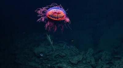 Rare Halitrephes Jellyfish looks Alien!