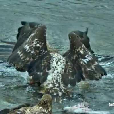 🔥 An eagle's fight