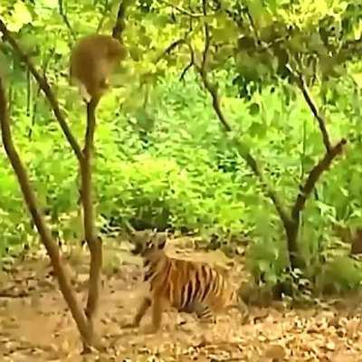 Gibbon teasing tiger cubs