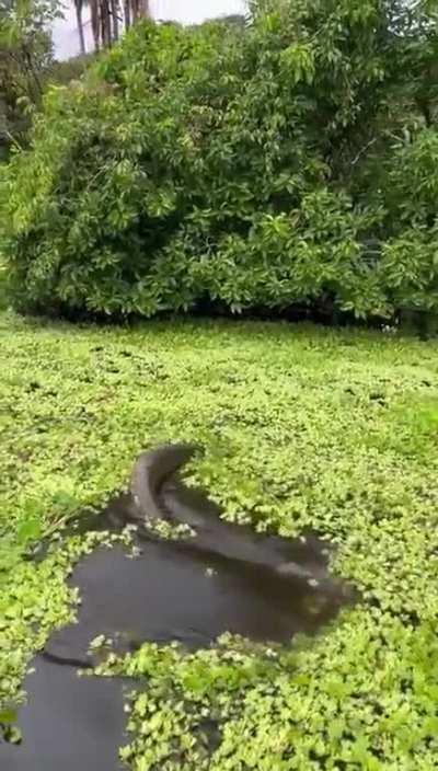 Anaconda movie irl