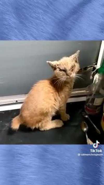 Rescuing a cat suffering with mange