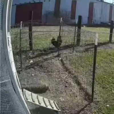 A rooster comes to the rescue when a hawk attacks a hen