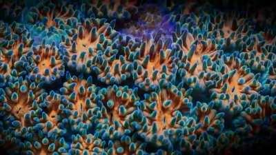 The psychedelic colours of coral reefs