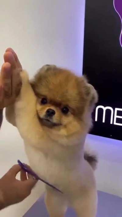 Little fluffball enjoys the haircut