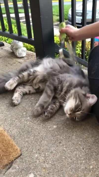 This kitty slept by our door last night after we removed multiple ticks from him. He returned when we came home from work today. He’s so friendly.