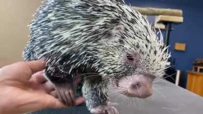 Despite his dangerously sharp quills, Charlie the porcupine loves to be pet