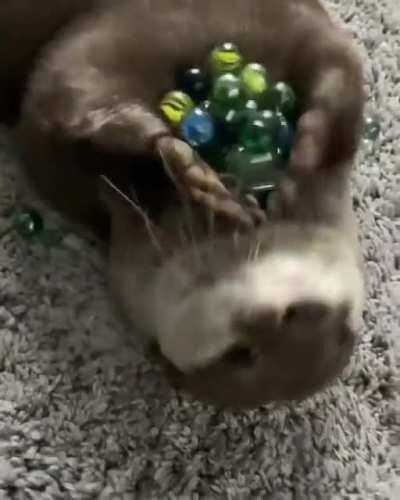 This is Otterly Marbleous...