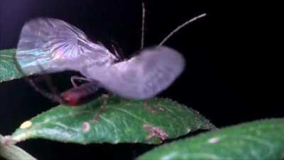 Today I learned that Earwigs have a hidden, intricate set of origami-like wings! 😲