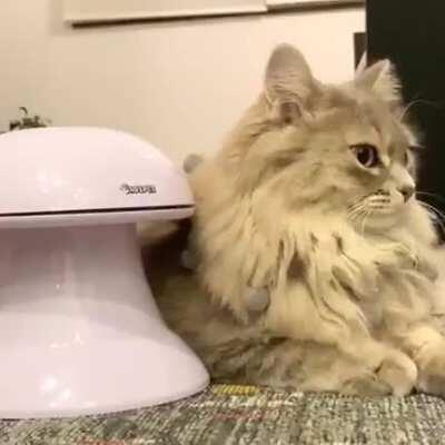 to have the cat play with the automatic toy