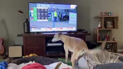 Greyhound missing his old job.