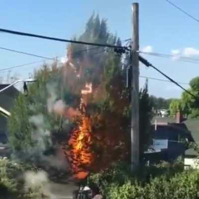 Power lines touching a tree