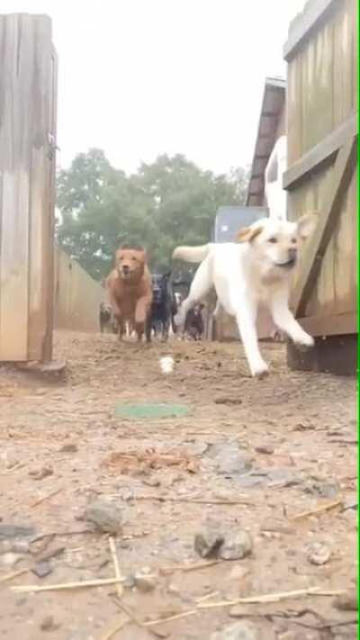 Doggo stampede!