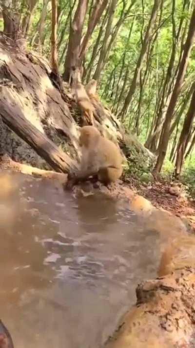 🔥 Baby monkey getting a bath from their mom