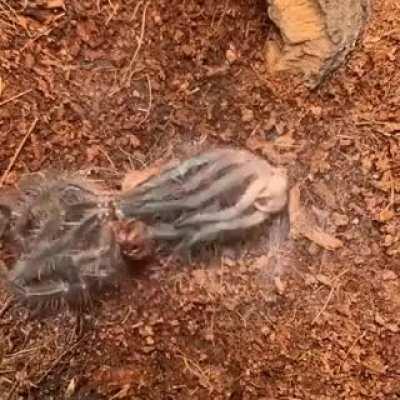 🔥 A tarantula molting