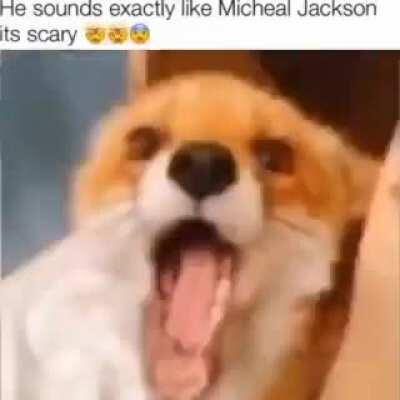 mchael jackson FOX!!!!!!!!11🤣🤣🤣🤣🤣🤣🤣🤣🤣