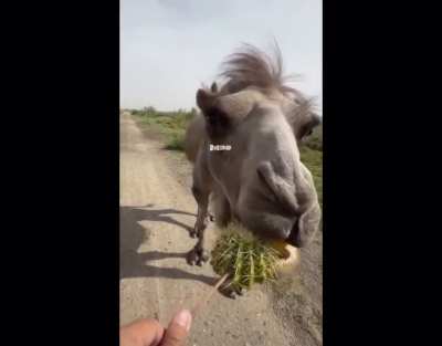 This camel’s reaction to being tricked into eating a lemon