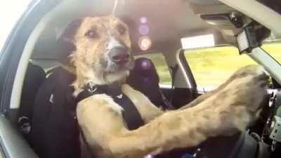 Dogs are learning to drive