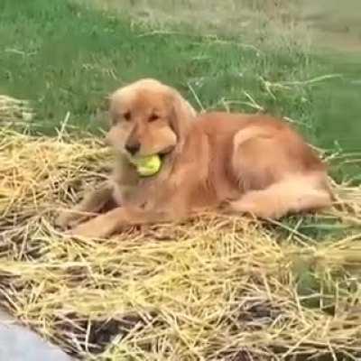 Bruno - Hoarding Balls makes him look like a Chipmunk