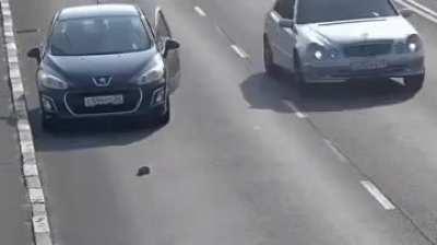 Man rescues a kitten stuck in heavy traffic