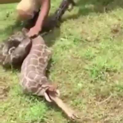 a snake swallows an entire deer