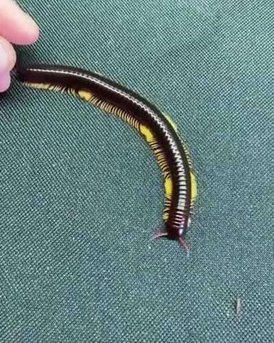 How this flameleg millipede walks is hypnotizing