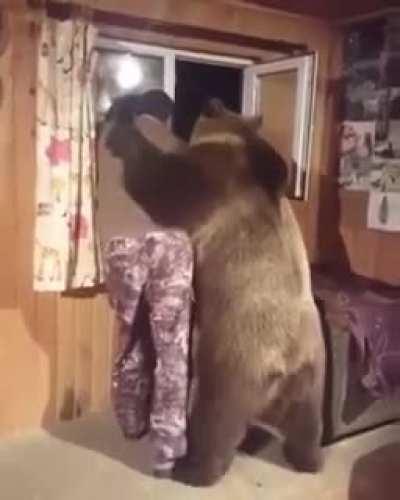 An Emotional Support Bear