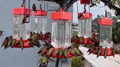 Hummingbirbs are considered cute too, right?! Enjoy literally hundreds of them visiting feeders that have been at the same location for 8 years.