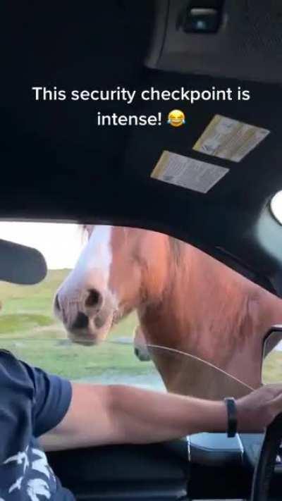 Get out of the way, horse!